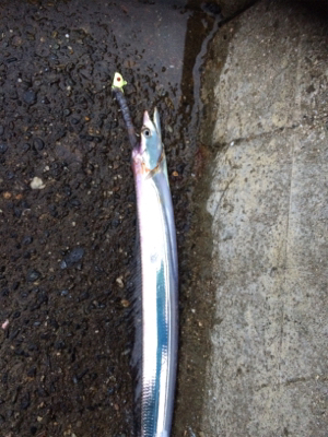 台風前タチウオ