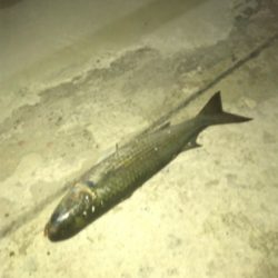 台風が来る前に サビキとライトゲーム