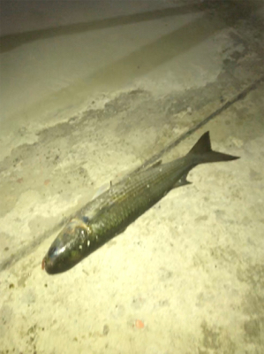 台風が来る前に サビキとライトゲーム