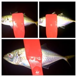 台風前アジング