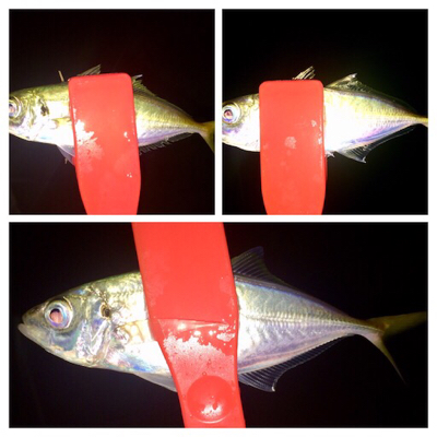 台風前アジング