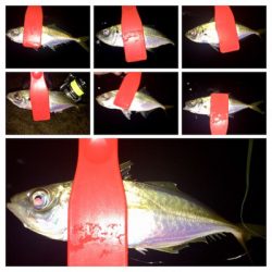 台風直前アジング