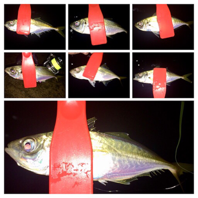 台風直前アジング