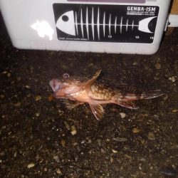 輪ゴムでポン‼️