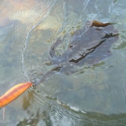 アオリイカ調査