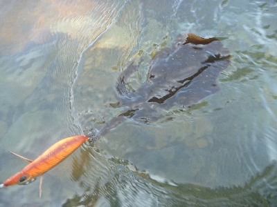 アオリイカ調査