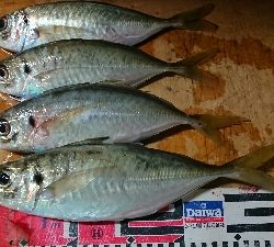 デカアジ確保！