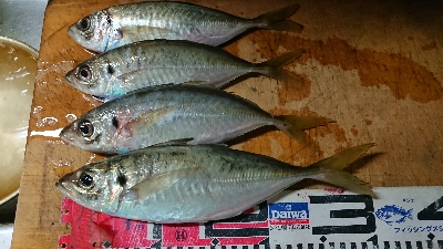 デカアジ確保！