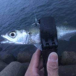 渋いながらも３本