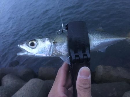 渋いながらも３本