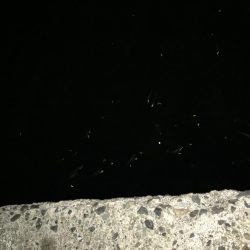 雨上がりのエギング