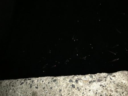 雨上がりのエギング