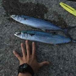 エギングのはずが…