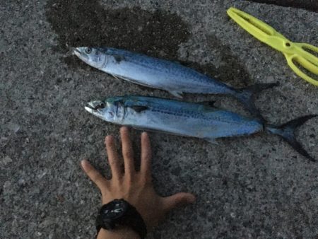 エギングのはずが…