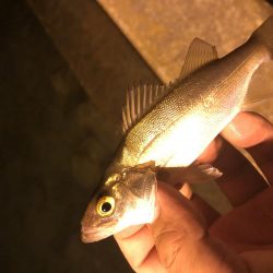 今日も行ってきました！