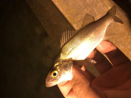 今日も行ってきました！