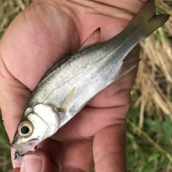 ランガンメッキ