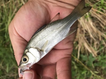 ランガンメッキ