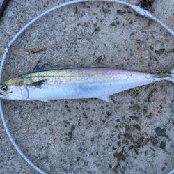 貝塚タチウオ好調キープ。湾奥はまだですね。