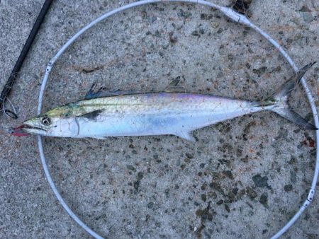 貝塚タチウオ好調キープ。湾奥はまだですね。