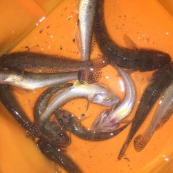 これからですねー！