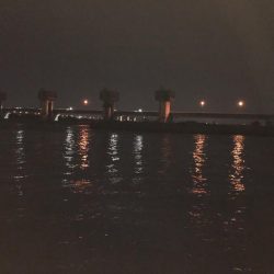 夜な夜なシーバス