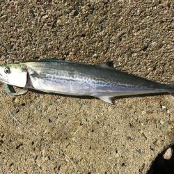 今年初シーバス