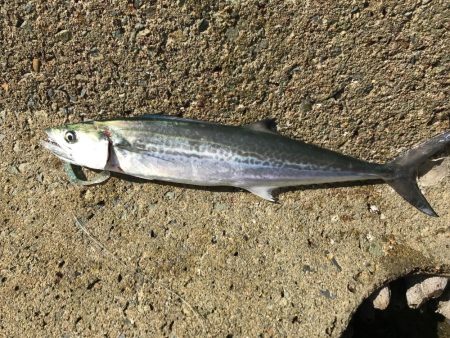 今年初シーバス