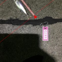 サバ、アジング