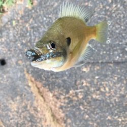 アジングタックル