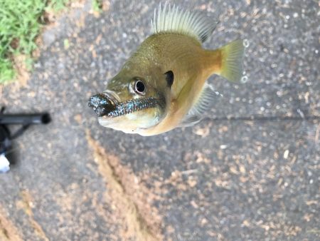 アジングタックル