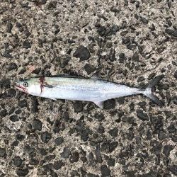 浜吉丸で行く小浦一文字