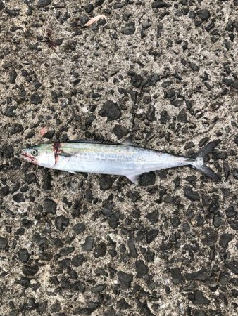 浜吉丸で行く小浦一文字