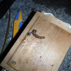 虫ヘッドでアジング