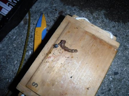 虫ヘッドでアジング