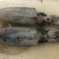 今年初の秋アオリイカ！