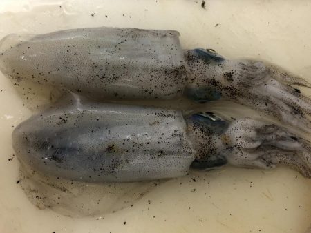 今年初の秋アオリイカ！