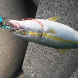 やっと、青物釣れました。