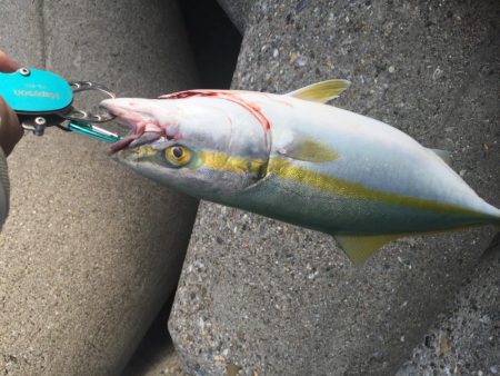 やっと、青物釣れました。