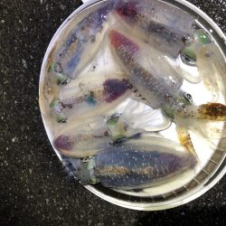 アオリイカ ヤエンで10杯