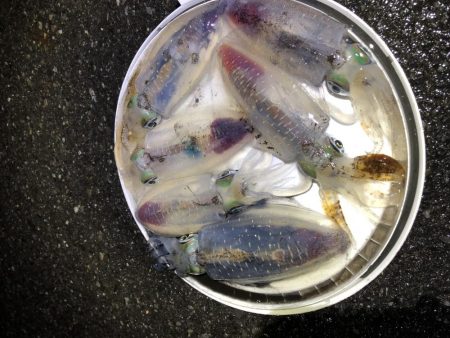 アオリイカ ヤエンで10杯