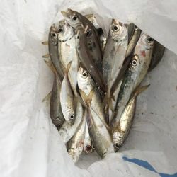 アジ大漁その2