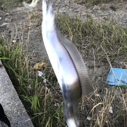 ルアーでは当たりが渋い