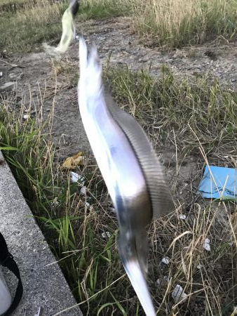 ルアーでは当たりが渋い