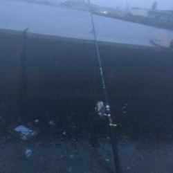 カタクチボール大量