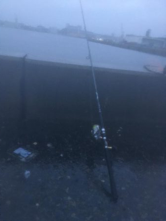 カタクチボール大量