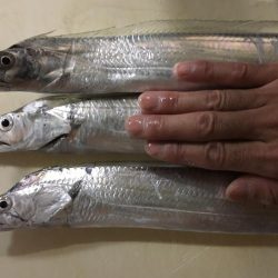 サゴシいました