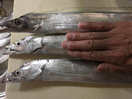 サゴシいました