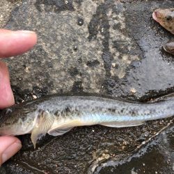 ハゼ釣りに行きました!