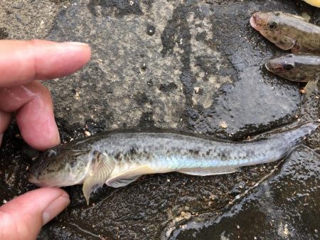 ハゼ釣りに行きました!